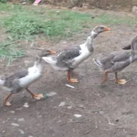 غاز