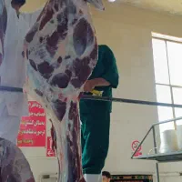گاو گوساله افتاده اورژانسی
