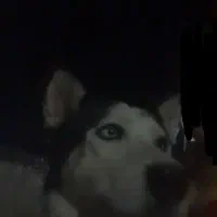 سگ هاسگی