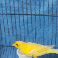 معاوضه  قناری نر بادوعدد جوجه قناری نر