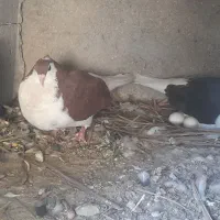 فروش کبوتر