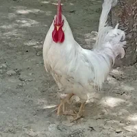 خروس