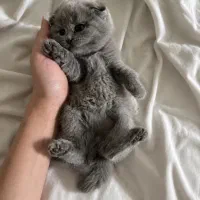 اسکاتیش اشرافی خرسی