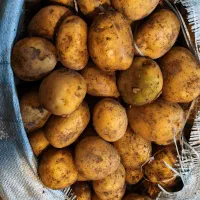 ۳۵۰تن سیب زمینی سردخانهای۴۰۳سیب زنینی برری