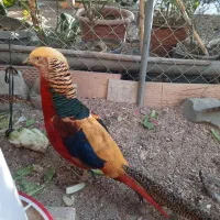 جوجه طاووس بلژیکی لیمویی لیدی