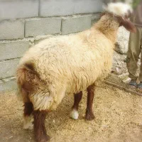 بره ماده گوسفندسوپرچاق عالی قربانی کشتارنذری وزن40