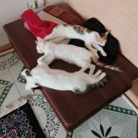 واگذاری رایگان سه عدد گربه دوتا ماده یک عددنر