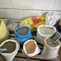 کبوتر
