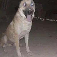 سگ سرابی