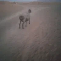 میش درجه یک چپ دم