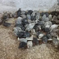 جوجه بلدرچین 25روزه