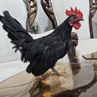 خروس ژاپونیز