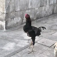 مرغ و خروس اوشامو