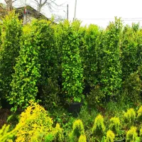 یاس هلندی رحمانی