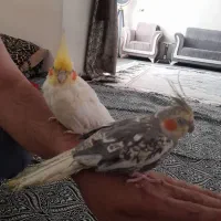 پرنده ( عروس هلندی)
