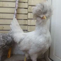فروش مرغ و خروس نژاد دار لهستانی و امپراطور