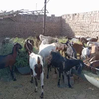 بزوکره