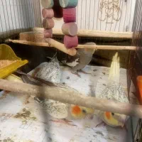 عروس هلندی