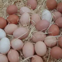 تخم مرغ نطفه دار گردنلختی و پاپری