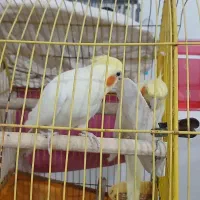 جفت عروس هلندی