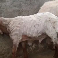 برهنر ۴۵ کیلویی