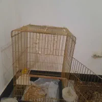 قفس عروس هلندی یا کاسکو ۱ میلیون و صد