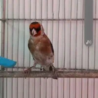 سهره بهاره نشون دار