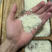 برنج طارم هاشمی ممتاز/شالی مارکت نوید