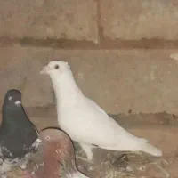 پرنده دورگ