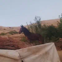 قاطر