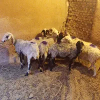 میش سالم بره دام گوسفند