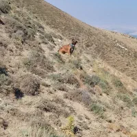 سگ سرابی