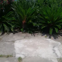 ۳ عدد سیکاس بزرگ یکجا فروش