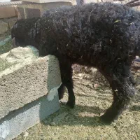 بره