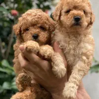 پودل های اصیل حرفه ای