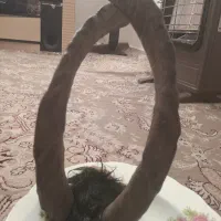 شاخ بز