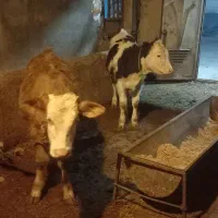 گوساله سیمینتال