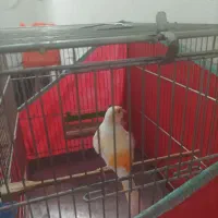 قناری نر ماده