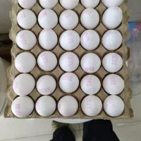 پخش تخم مرغ