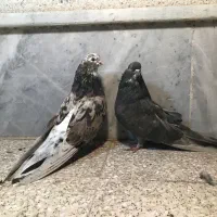 کفتر کبوتر سور چنگ کوتاه بلند جوجه / پرنده