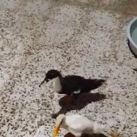 اوردک سرحال