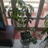 گل‌ آپارتمانی شاداب