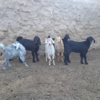 کهره