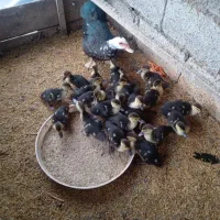 جوجه اسرائیلی ۲۰روزه