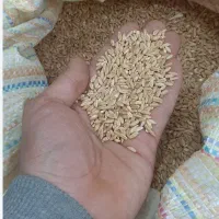 گندم بوجاری شده