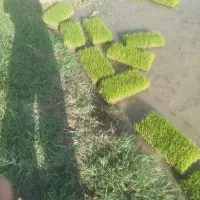 نشا سینی درجه یک ...