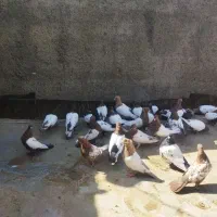 کبوتر|پرنده|مشهد, گاز|دیوار