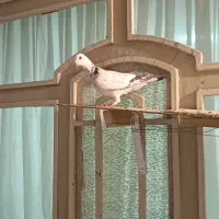 کله سینه طوقی ساده کبوتر رنگی آلمانی