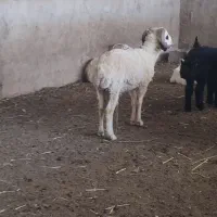 بره نر چاق چاق