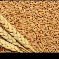فروش گندم فوری
